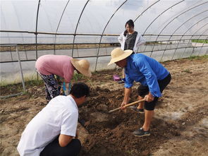 如东县农业农村局种植业条线战高温开展系列志愿服务活动助农增收