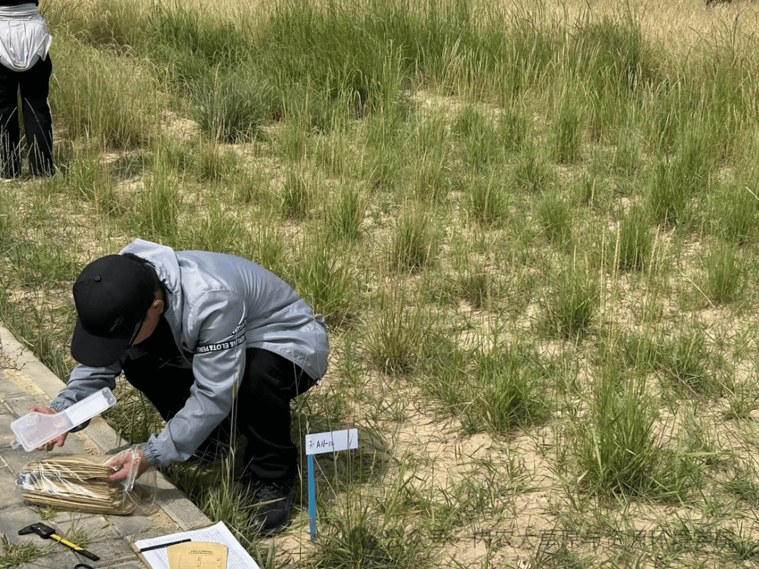 禾本科植物不仅为人类提供了丰富的粮食和饲料资源,还在维护生态平衡