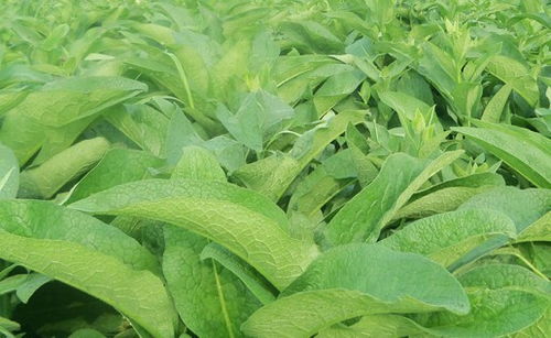 良丰农业 养殖业牧草大全