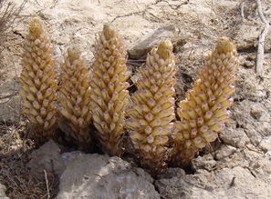 肉苁蓉的人工栽培技术