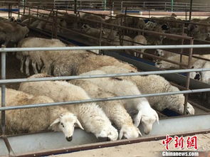 内蒙古肉羊养殖第一大旗 用标准化与 羊价 赛跑