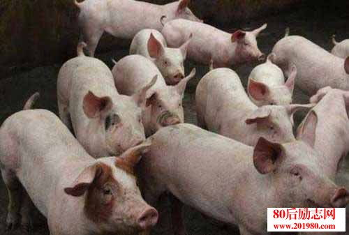 养猪经验 沼气液喂猪应注意的事项