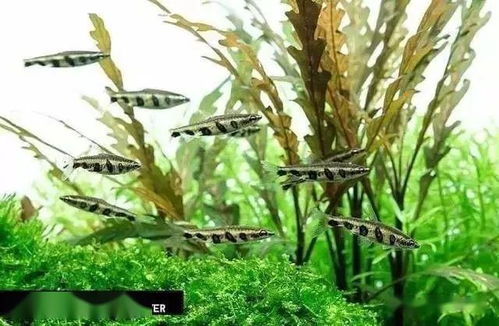 知识 我们养的鱼儿正常该活多久 短的2年,长的上百年