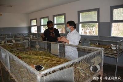 以工代训--中国农业援非专家在莫桑比克的培训模式