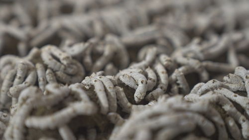 向新突围 丝耀东方饲料科技创新之路