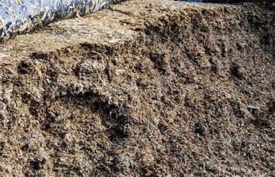 科学制作优质牛青贮饲料全攻略