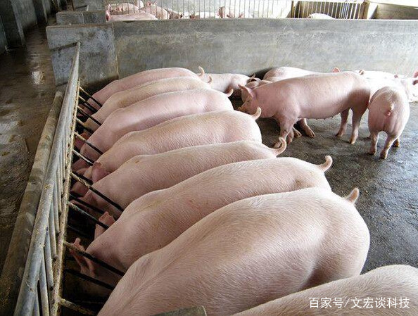 养猪牛用液态发酵饲料时添加小苏打的原因与效果分析