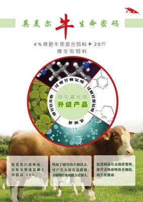 饲料科学 肉牛吃什么长得快？——高效增重的饲料搭配策略