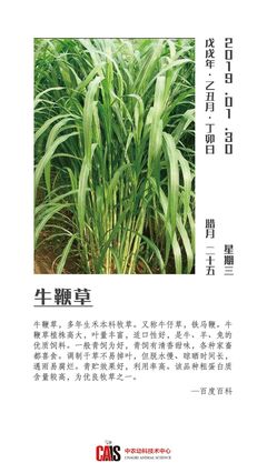 30种牧草粗饲料详解 丰富草食家畜的营养宝库