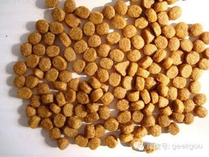 狗狗换粮攻略 你关心的五个饲料科常见疑问解答