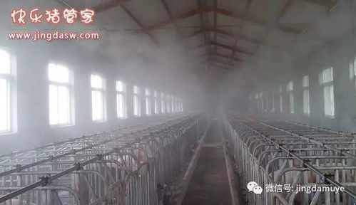 猪场夏季防暑降温四招 从饲料切入的核心方案